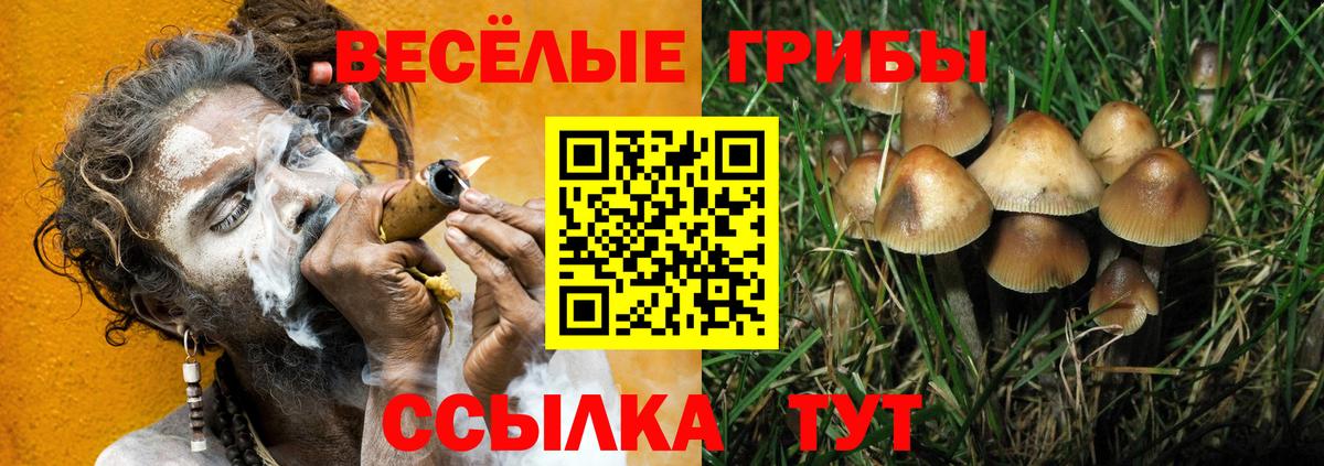 Псилоцибиновые грибы MAGIC MUSHROOMS Торжок